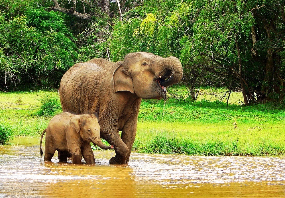 travel trail elephent bath in yala