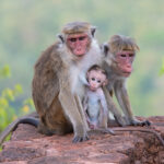 sigiriya-rock-fortress-monkeys