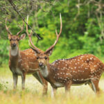 Deer-yala