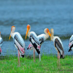 fleming-bird-north-sri-lanka