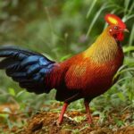 sri-lankan-junglefowl-sri-lanka